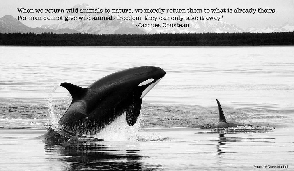 A quote with an image of killer whales in the wild which says, "When we return animals to nature, we merely return them to what is already theirs. Man cannot give wild animals freedom, they can only take it away." By Jacques Cousteau.