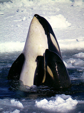 We are one step closer to acheiveing freedom and harmony for Orcas. A picture of a mother and baby orca free in the wild and their natural habitat.