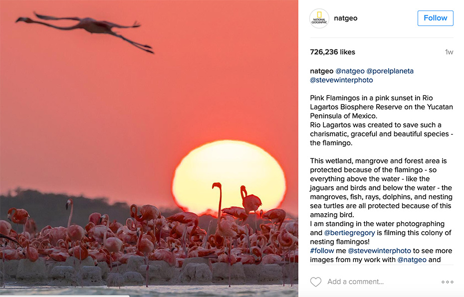 Pink Flamingos in a pink sunset in Rio Lagartos Biosphere Reserve on the Yucatan Peninsula of Mexico. 