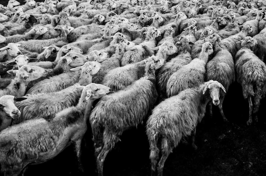 Following the crowd?