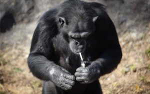 smoking-chimp