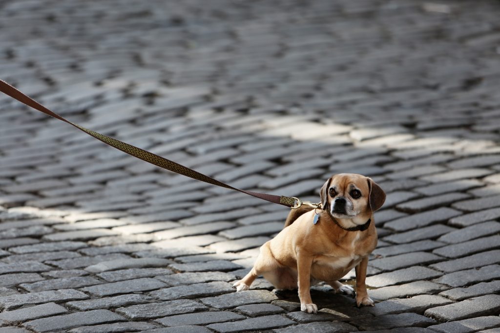 photo of a dog on a lead