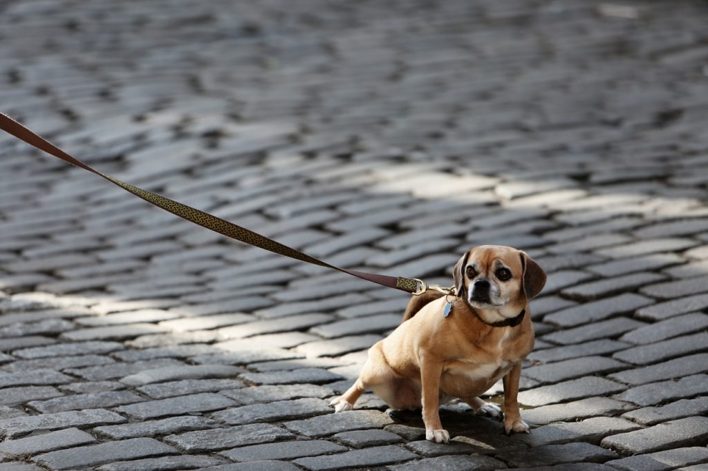 Photo of a dog on a lead