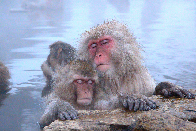 relaxed monkeys