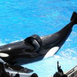 THE FUTURE FREEDOM OF ORCAS