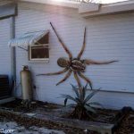 Giant Spider