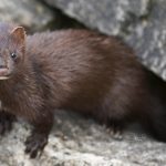 Think About Mink – Should celebrities accept responsibility for the products they promote?