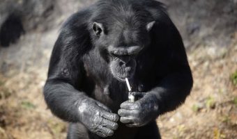 Azalea the smoking chimp